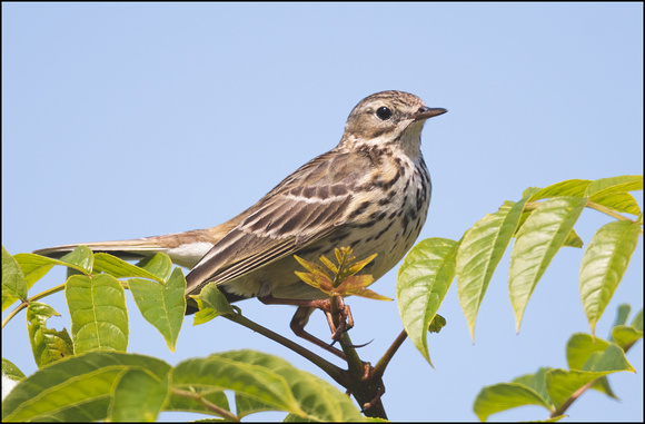 Meadow Pipit