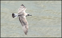 Herring Gull first flight