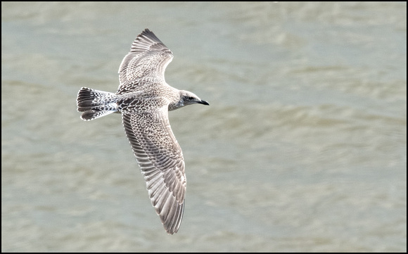 Herring Gull first flight