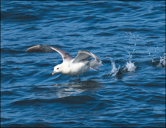 Fulmar