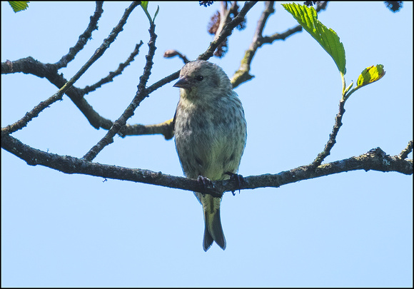 Siskin