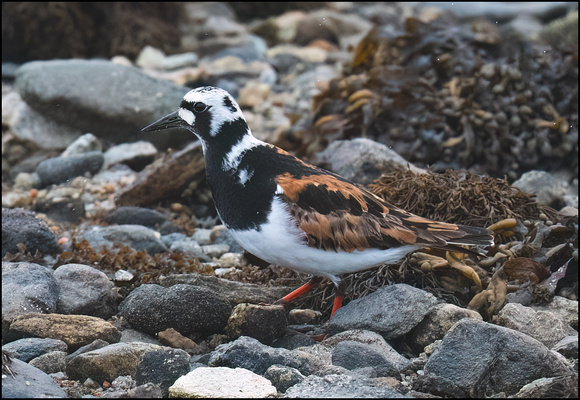 Turnstone