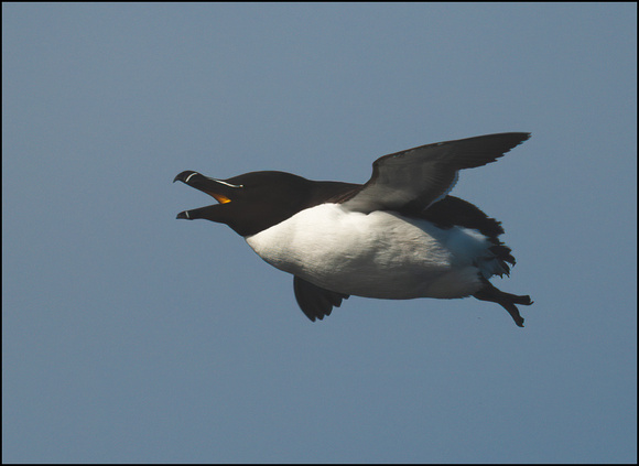 Razorbill