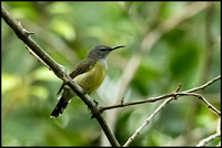 Copper Throated Sunbird, Female