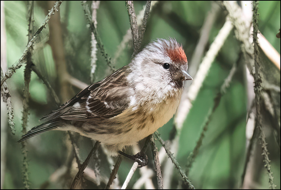 Redpoll