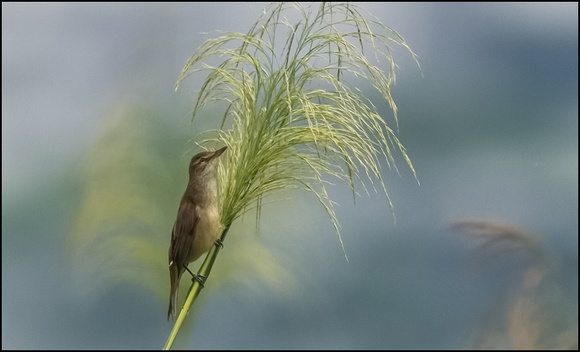 Oriental Reed Warbler