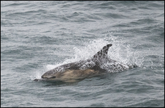 Common Dolphin