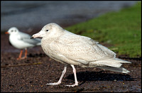 1st Winter Glaucous Gull