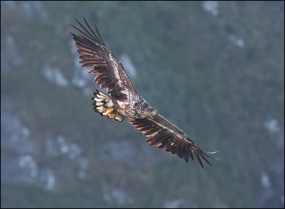 White tailed Eagle