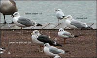 Comparison of gulls - (Photo by Lol Middleton) 10th December