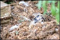 Lesser Blackbacked Eggs