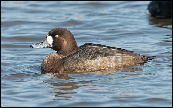 Greater Scaup (Female)