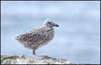 Id'ing young LBB & Herring Gulls - a series of shots taken on Flat Holm