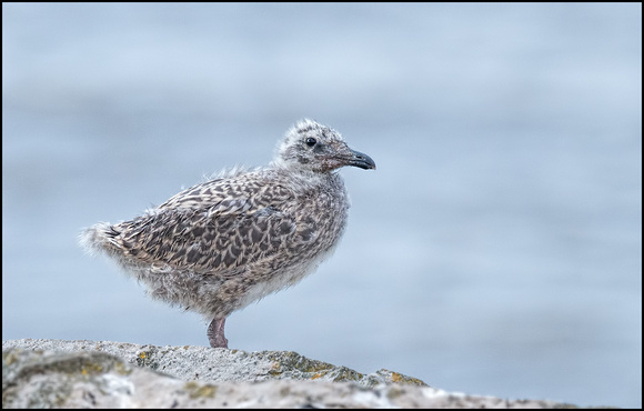 Herring Gull chick