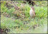 Sedge Warbler