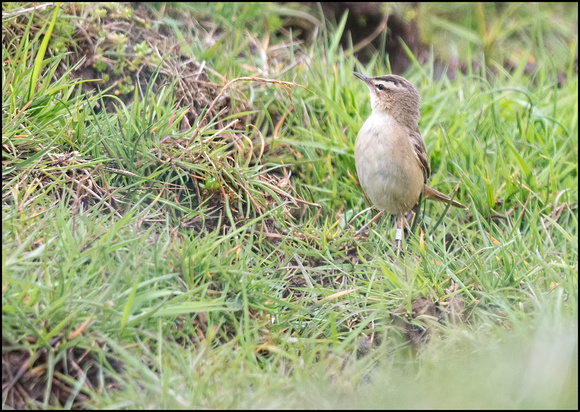 Sedge Warbler