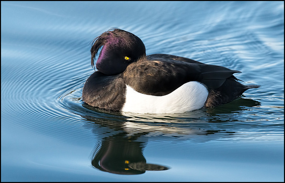 The Tuftie with an 'evil' eye