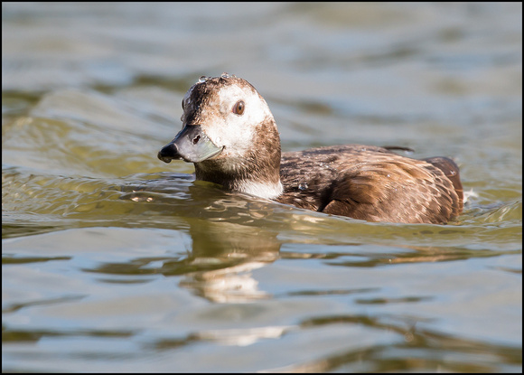 Long-Tailed Duck