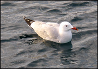 Audouin's Gull