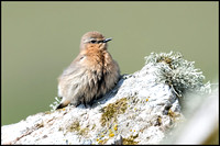 2016 Shetland - Best of the rest