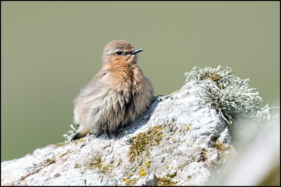 Greenland Wheatear