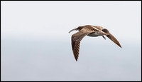 Whimbrel