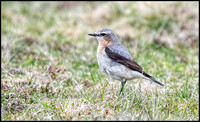 Wheatear