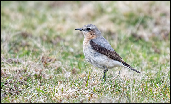 Wheatear