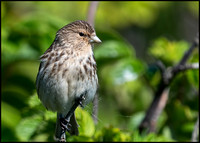 Twite