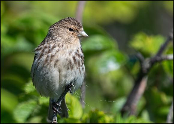 Twite