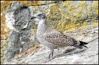 Herring Gull ready to fly