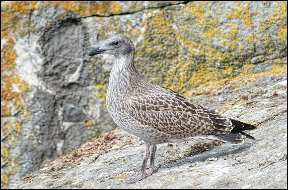 Herring Gull ready to fly