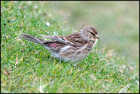 Twite