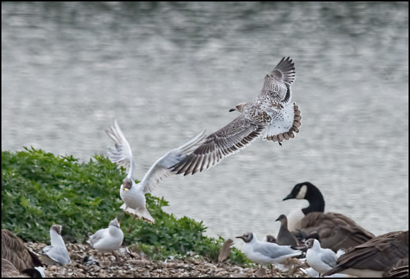 Just Fledged