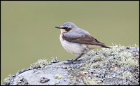 Wheatear