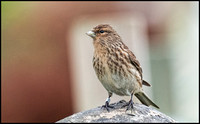 Twite