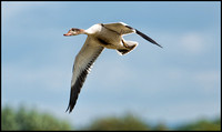 Shelduck