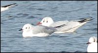 Bonaparte's Gull