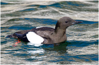 Black Guillemots