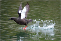 Black Guillemot