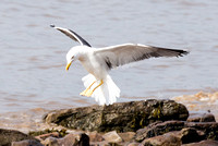 Lesser Blackbacked Gull