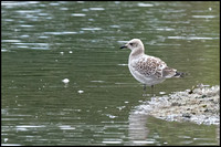 Mediterranean Gull