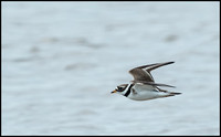 Ringed Plover