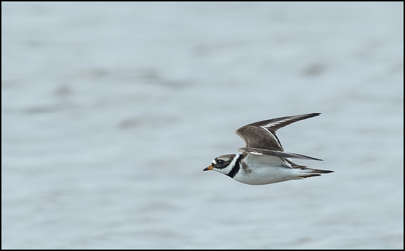 Ringed Plover