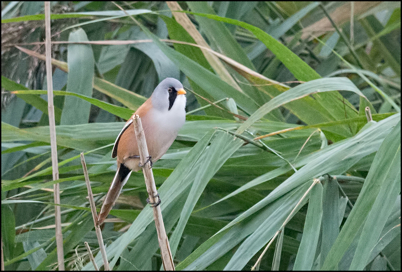 Zenfolio | Andy Burns Photography | Passerines