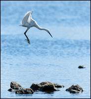 Little Egret