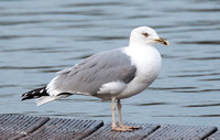 A Yellow Legged Gull? - 21st Jan 2014