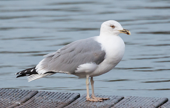 A Yellow Legged Gull? - 21st Jan 2014