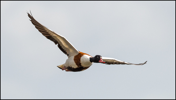 Shelduck