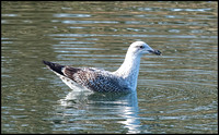 Yellow Legged Gull